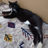 推定２～３才♂️　ブサカワ♥️くまちゃん