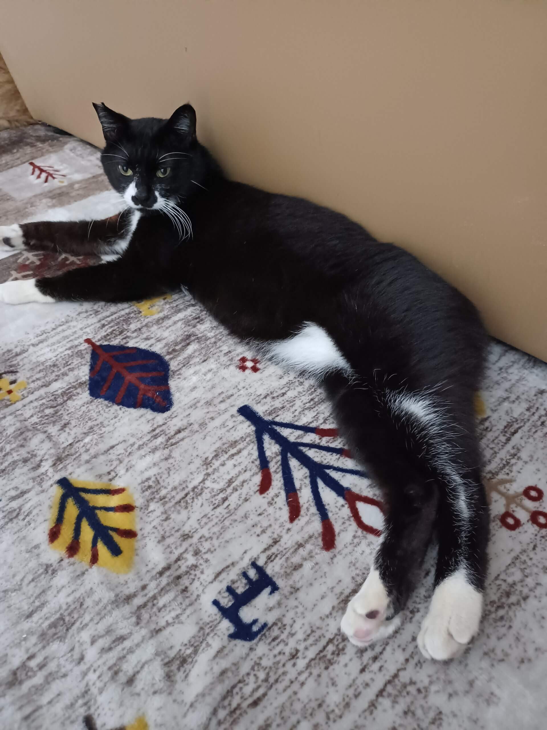 推定２～３才♂️　ブサカワ♥️くまちゃん