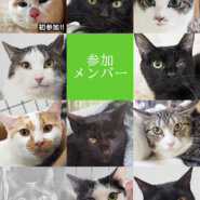 10匹ねこねこ譲渡会／愛知県みよし市