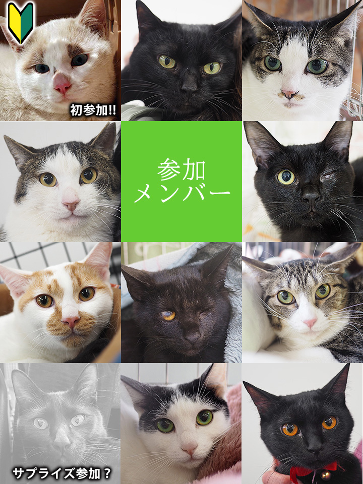10匹ねこねこ譲渡会／愛知県みよし市