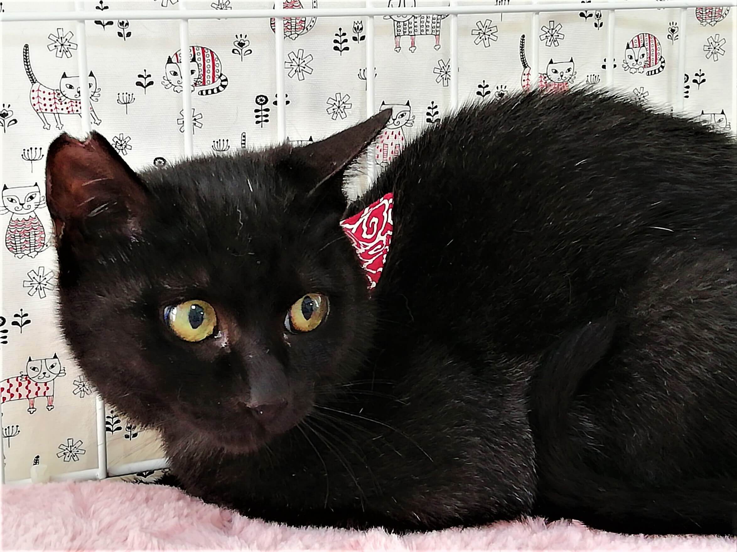 元気でやんちゃな、小次郎くん