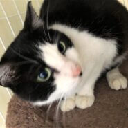 元気で懐こい女の子　はっちゃん