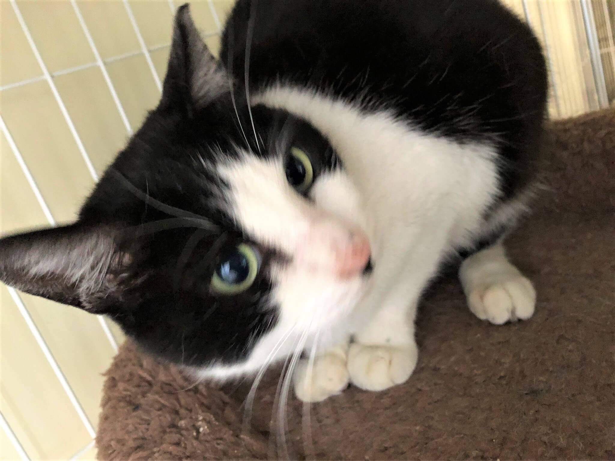 元気で懐こい女の子　はっちゃん