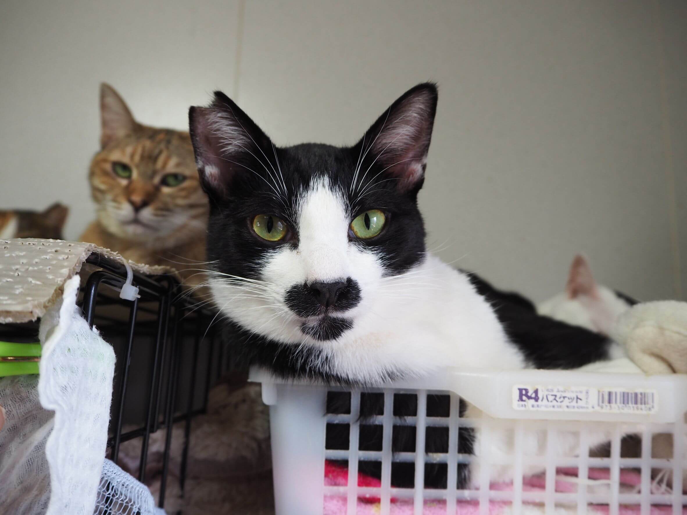 エイズ陽性ですが、元気で懐こい　としき君