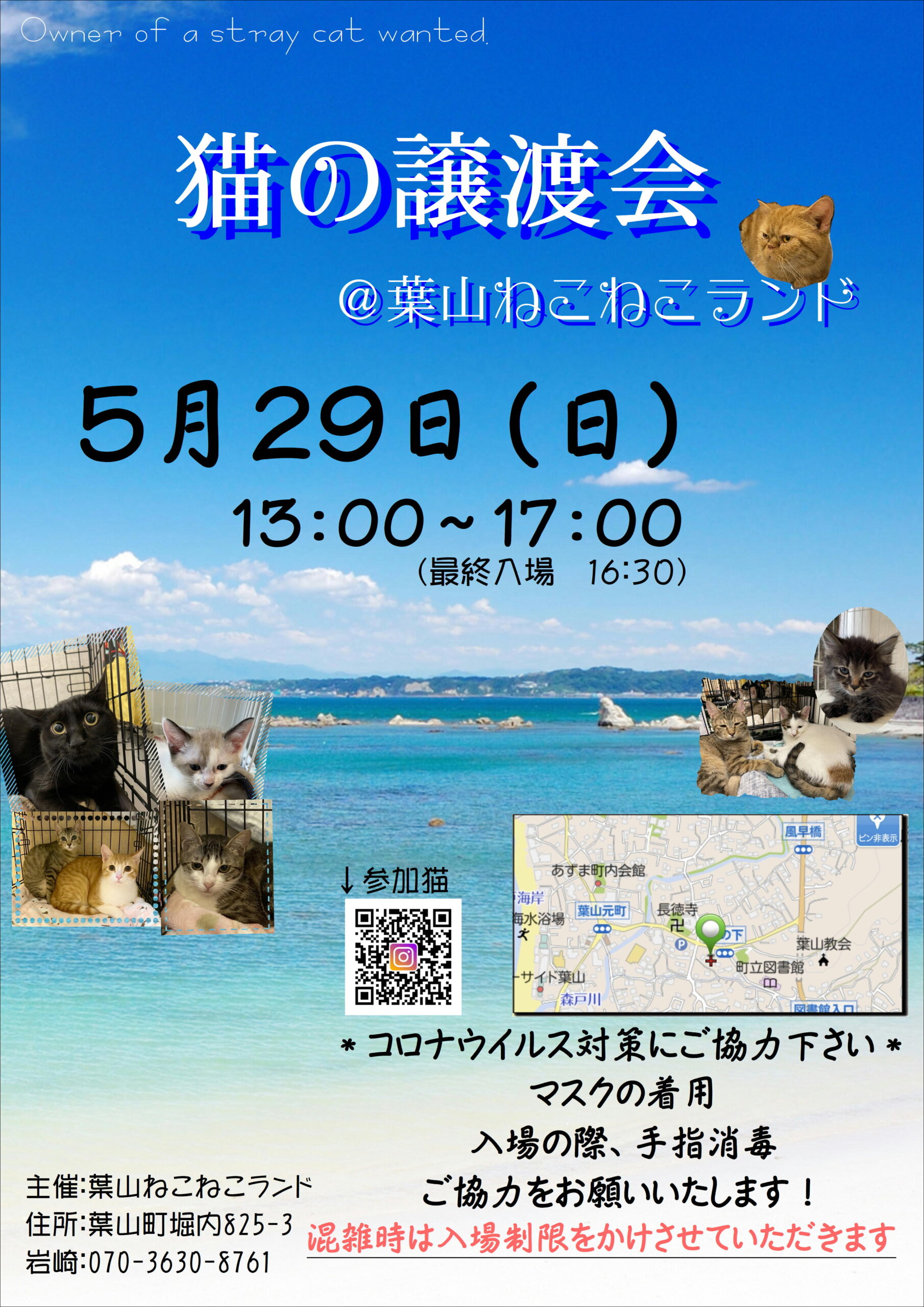 葉山ねこねこランド保護猫譲渡会