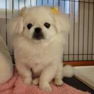 ペキニーズの男の子