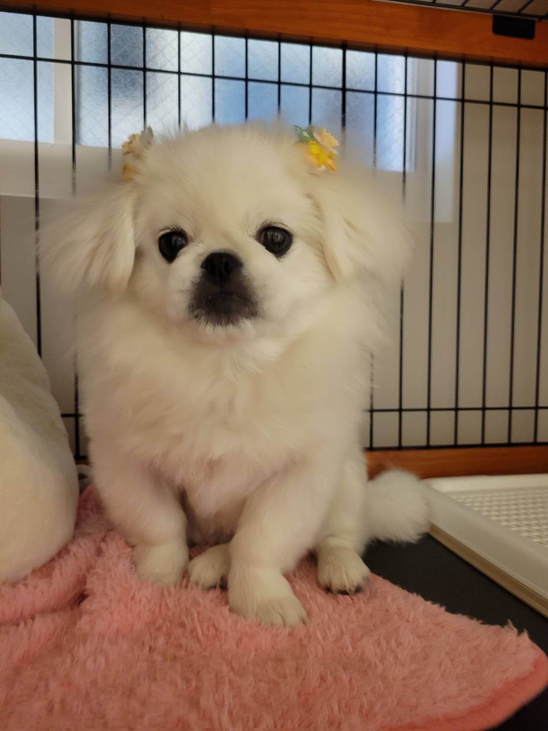 ペキニーズの男の子