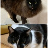 急募。オス猫2匹