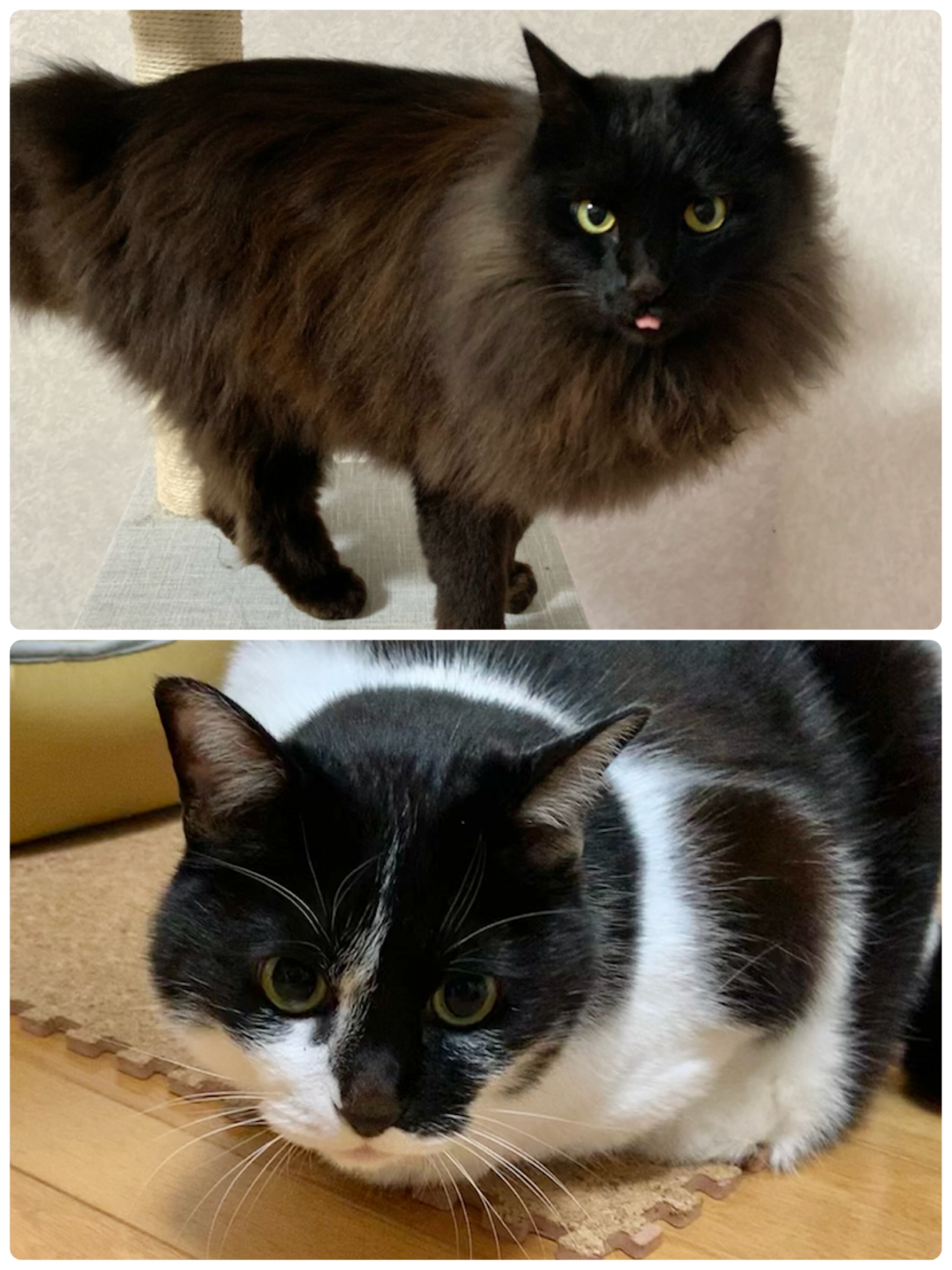 急募。オス猫2匹