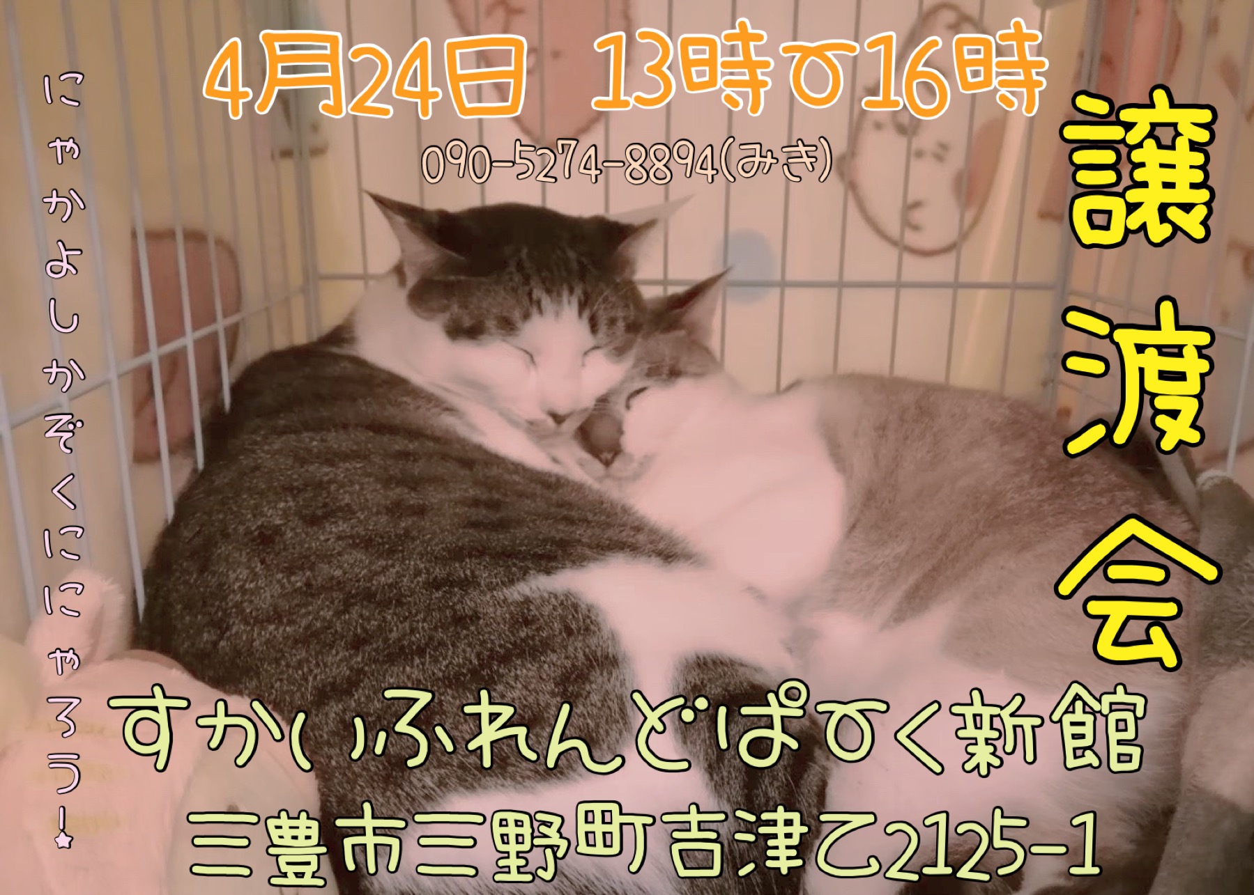 犬猫譲渡会開催致します