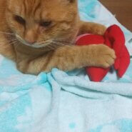 人慣れ◎活発で甘えん坊な茶トラ男子