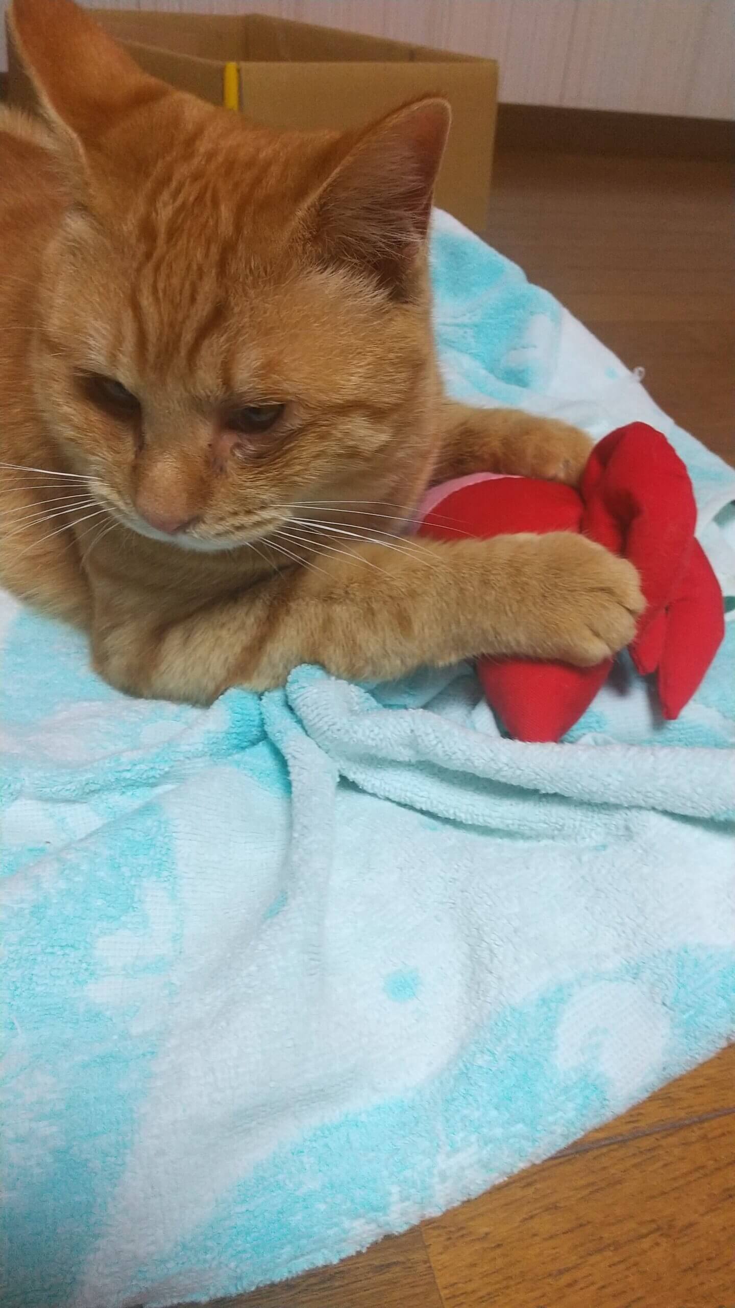 人慣れ◎活発で甘えん坊な茶トラ男子