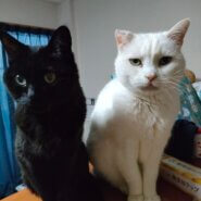 14歳　老猫（雄）白