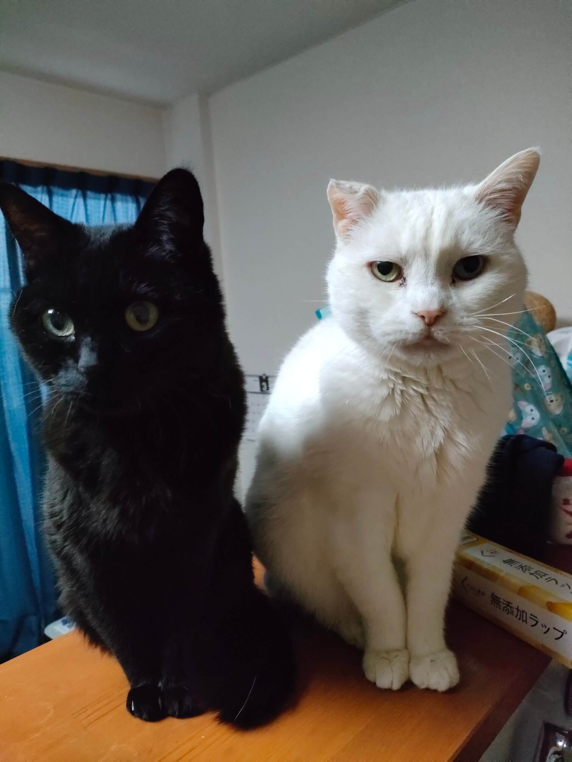 14歳　老猫（雄）白