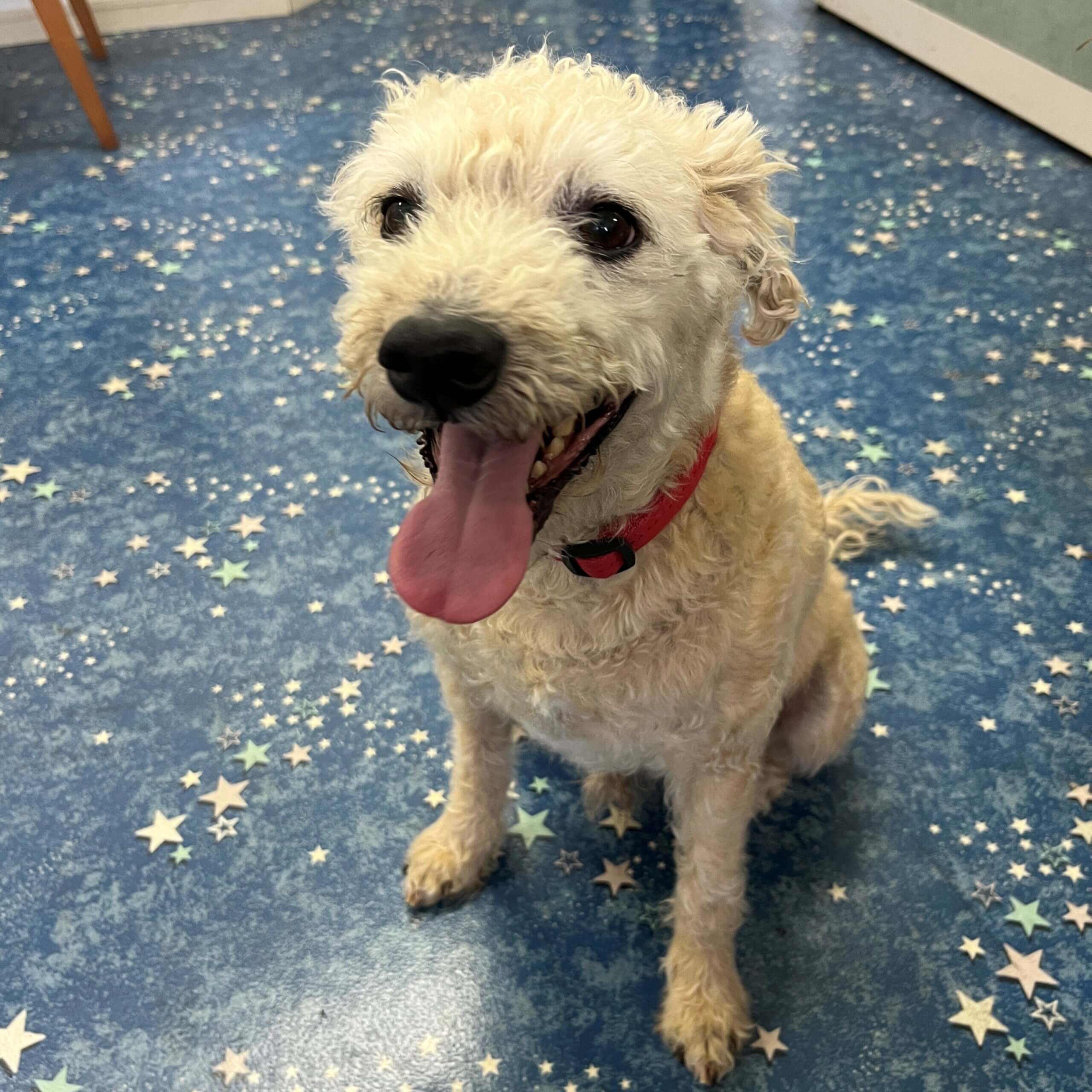 殺処分を回避した強運　男ちゃーりー