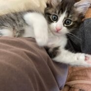 ルックスも性格も可愛いキジ白子猫のルウ！