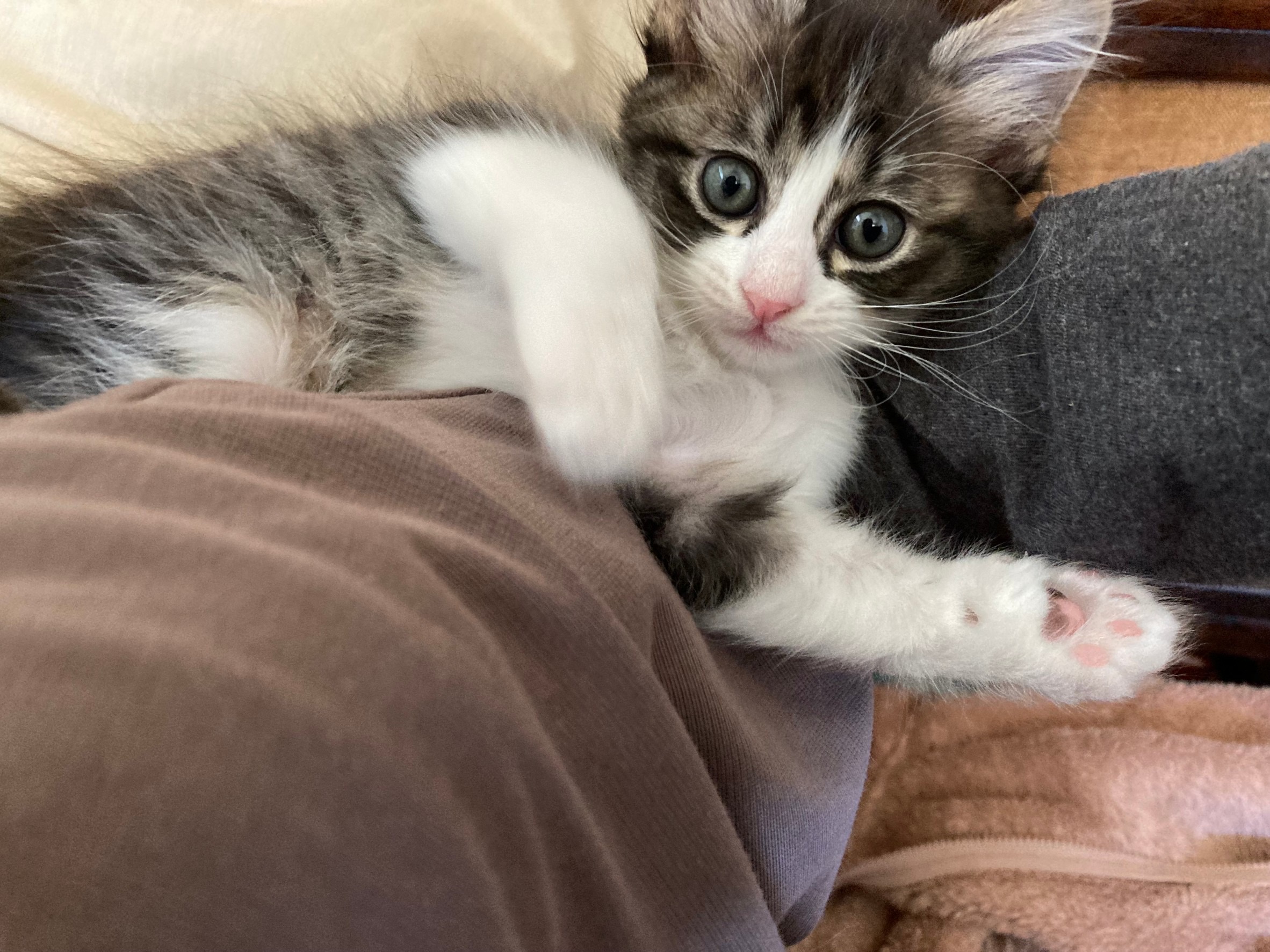 ルックスも性格も可愛いキジ白子猫のルウ！