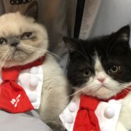 DV男から逃げています。引越しまでの間預かってくれる方お願いします。