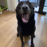 マリーちゃん里親決定(◍•㉦•◍)๑