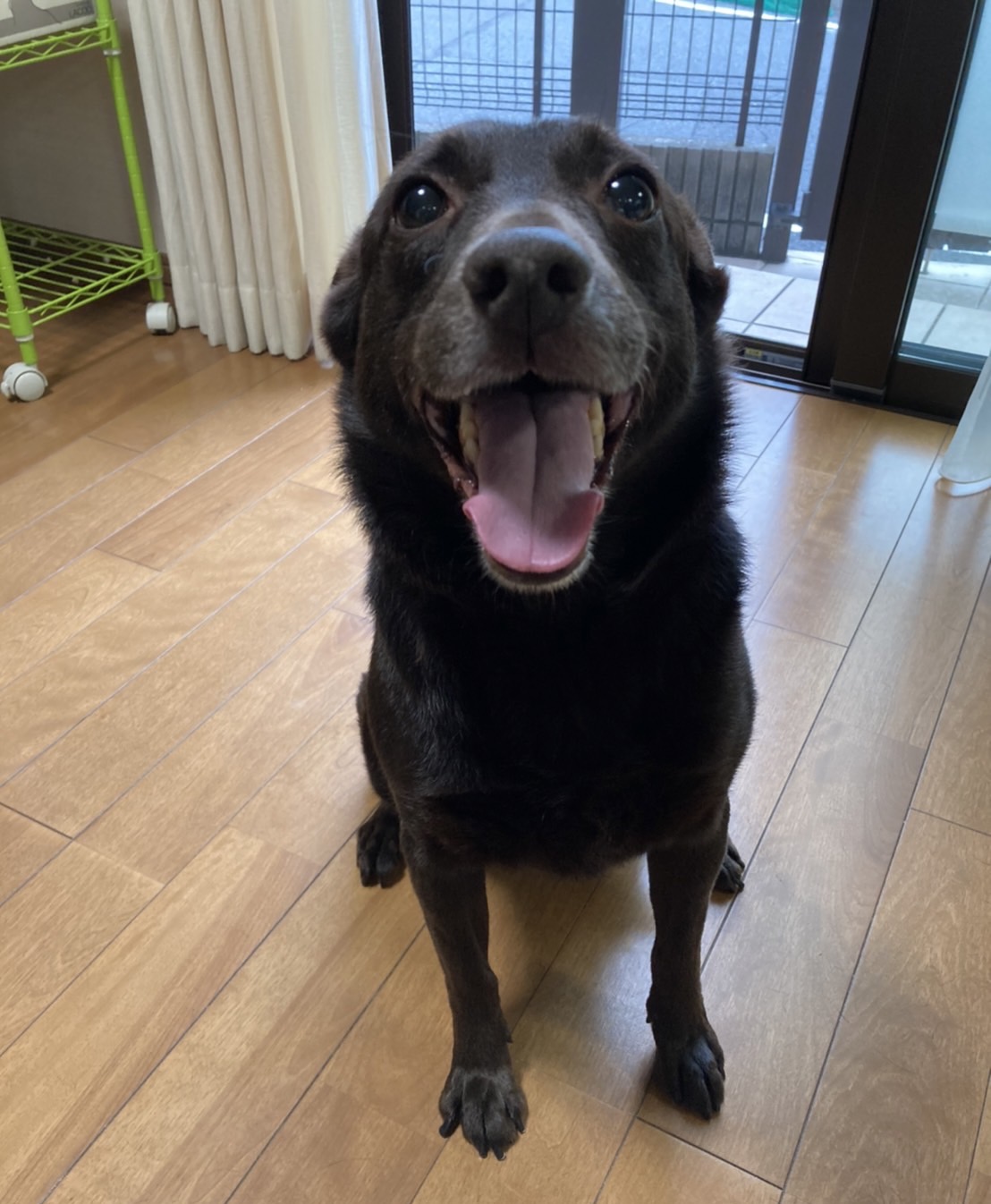 マリーちゃん里親決定(◍•㉦•◍)๑