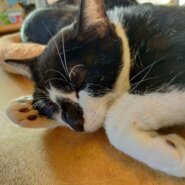 【保護猫】マーチ推定1歳♂白黒