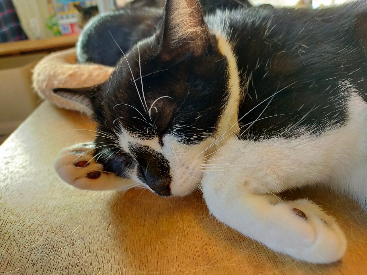 【保護猫】マーチ推定1歳♂白黒