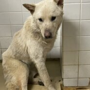 1歳から2歳のホワイト男の子家族に迎えて下さい