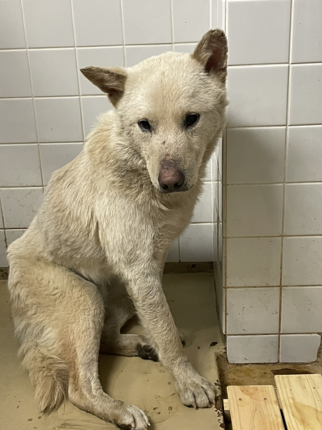1歳から2歳のホワイト男の子家族に迎えて下さい