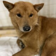 1から2歳位の男の子家族に迎えて下さい