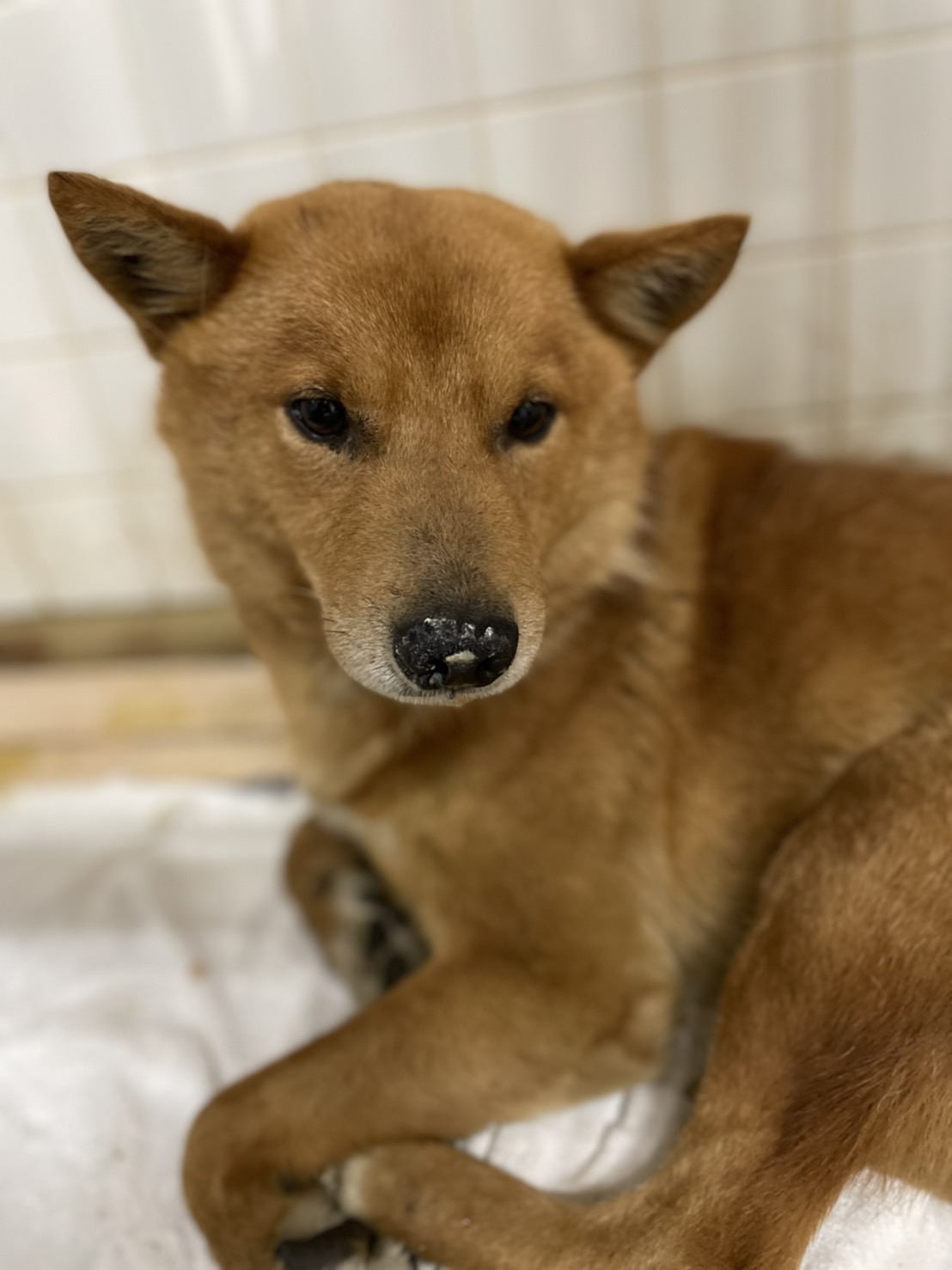 1から2歳位の男の子家族に迎えて下さい
