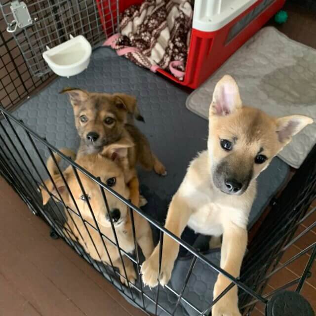 保護活動のお手伝い募集❣️