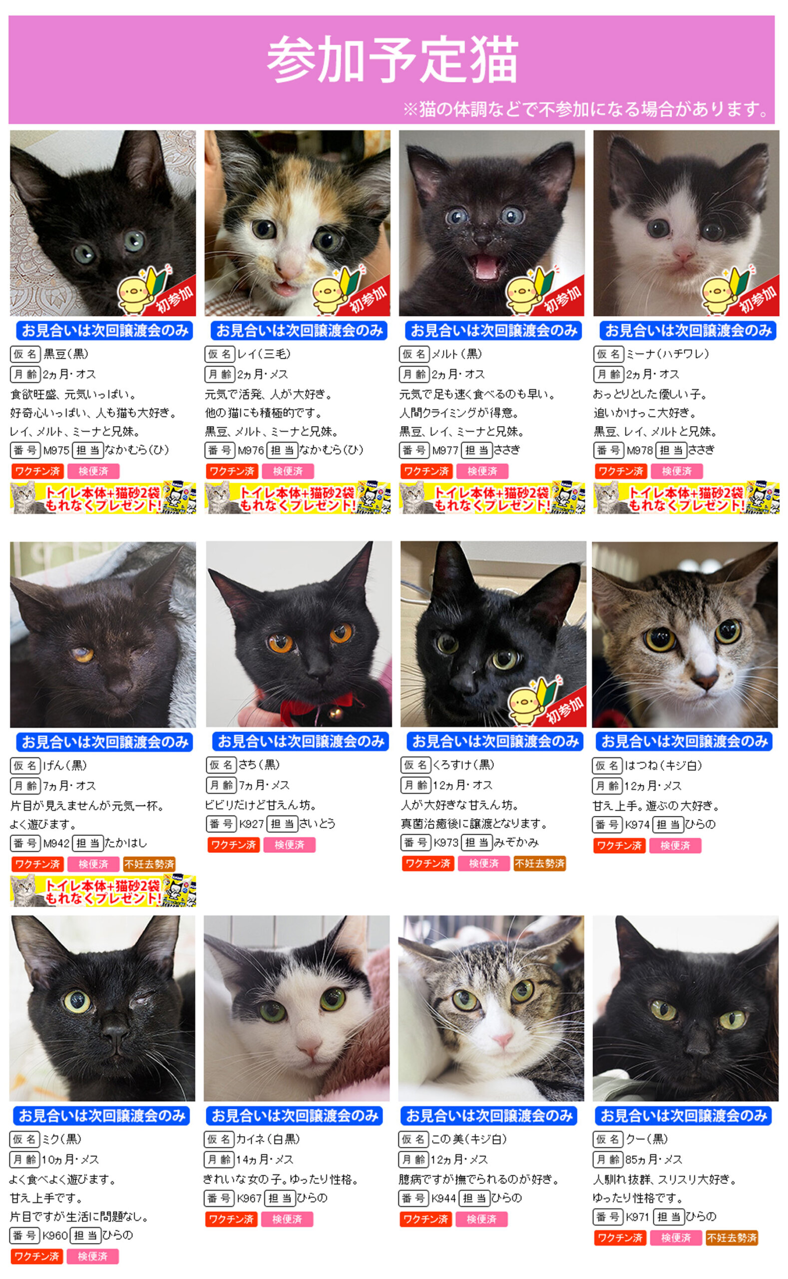 こねこ・ネコ・猫12匹参加予定／愛知県みよし市