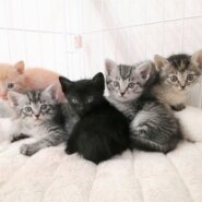 子猫ラッシュ!! in瀬戸☆保護猫の譲渡会2022年5月21日（土）～ 非営利団体『ちーむ にゃいんず』