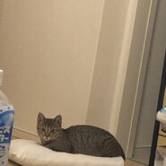 8ヶ月ぐらいの女の子です