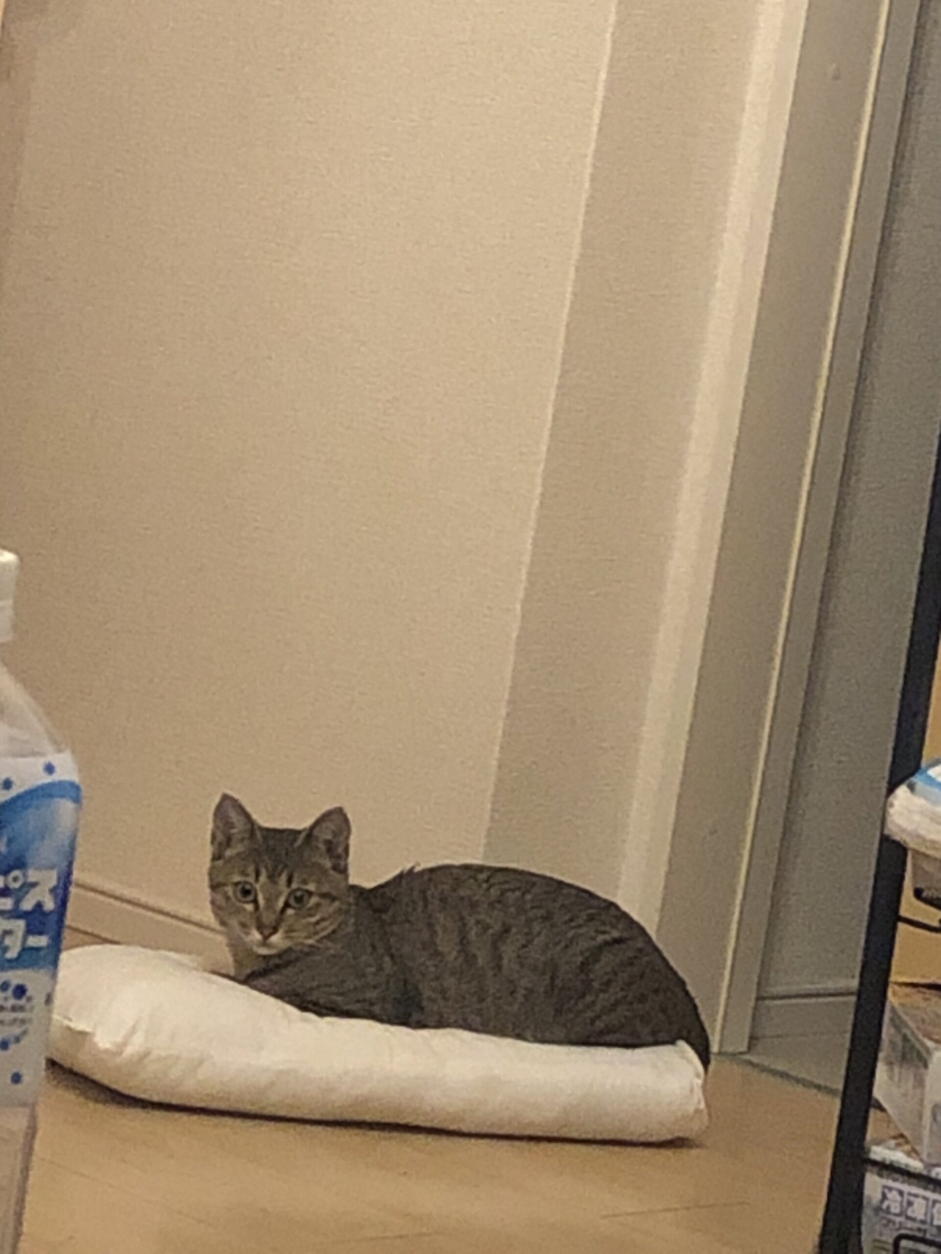 8ヶ月ぐらいの女の子です