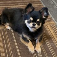 ももちゃんもうすぐ３歳