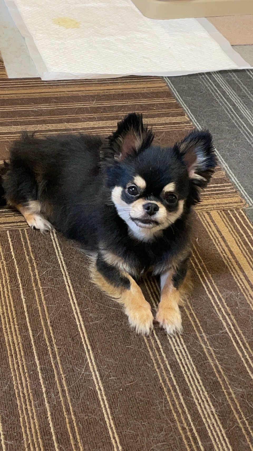 ももちゃんもうすぐ３歳