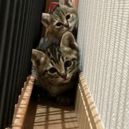 ２匹姉妹の仔猫です♫