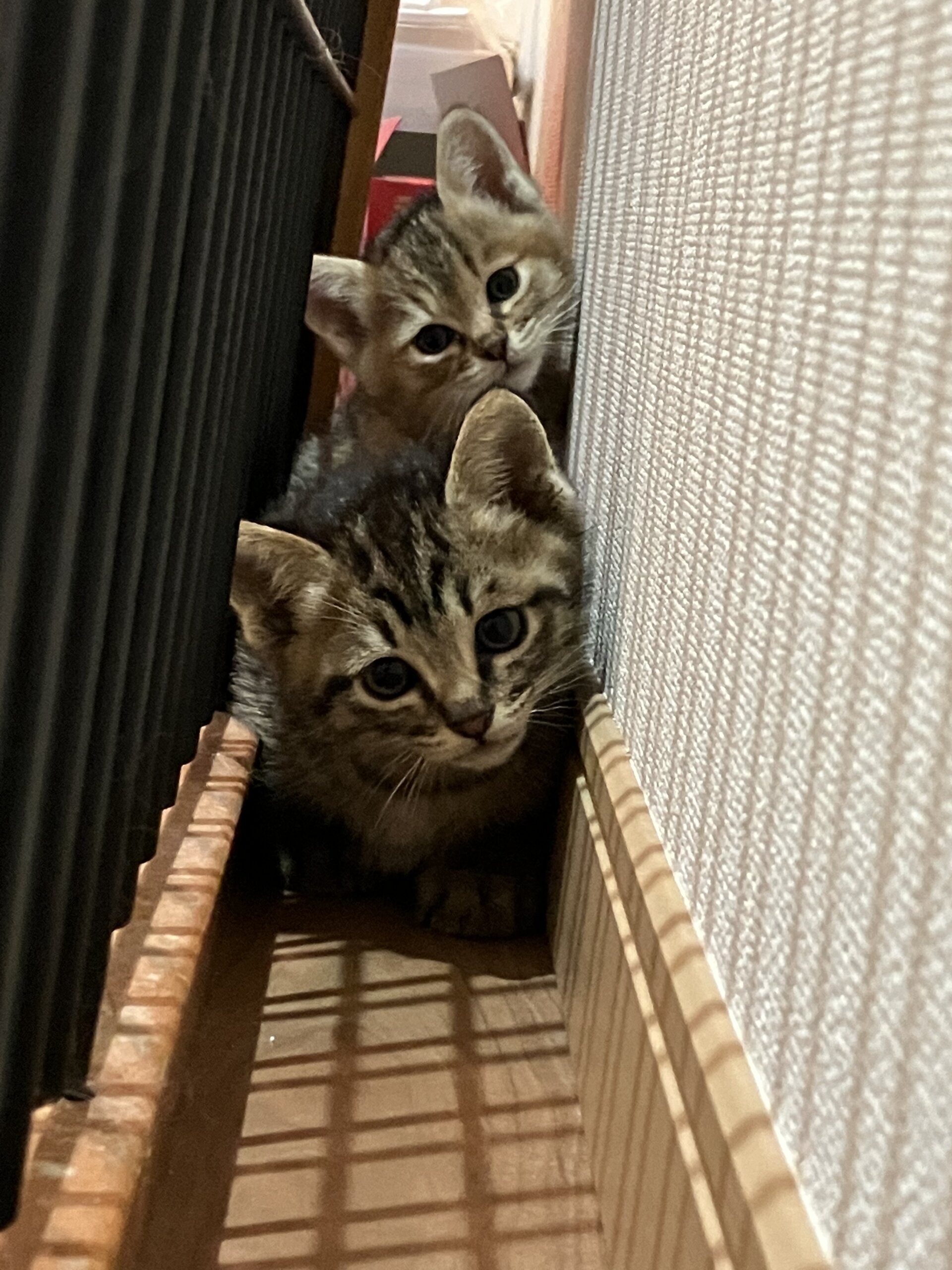 ２匹姉妹の仔猫です♫