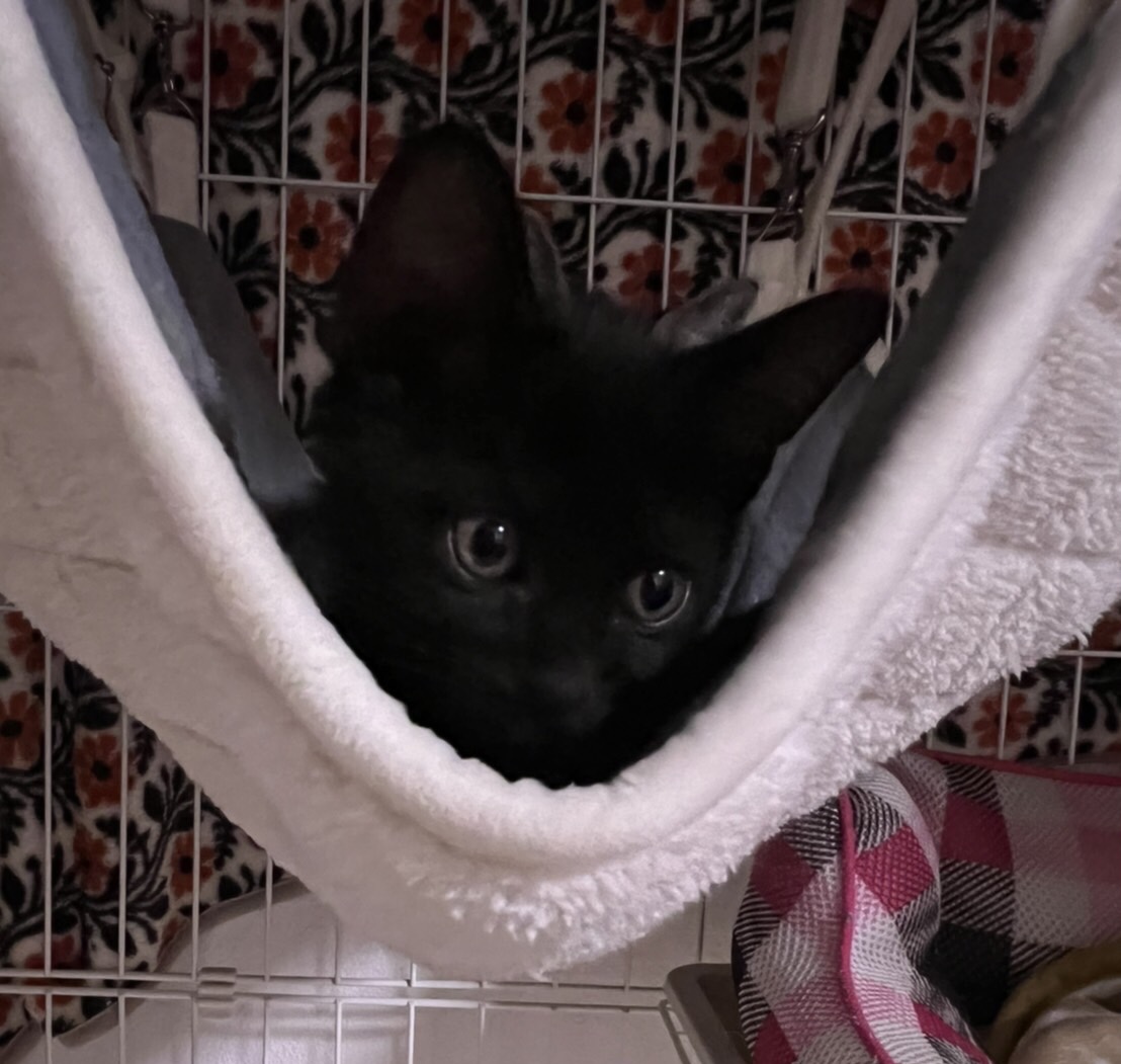 やんちゃで可愛い黒猫子猫のマヒナ！