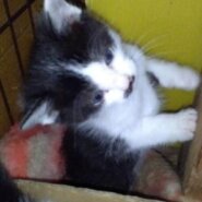 生後1ヶ月の仔猫　女のこ