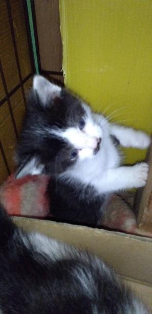 生後1ヶ月の仔猫　女のこ