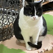 店に居着いてしまった母猫ちゃん