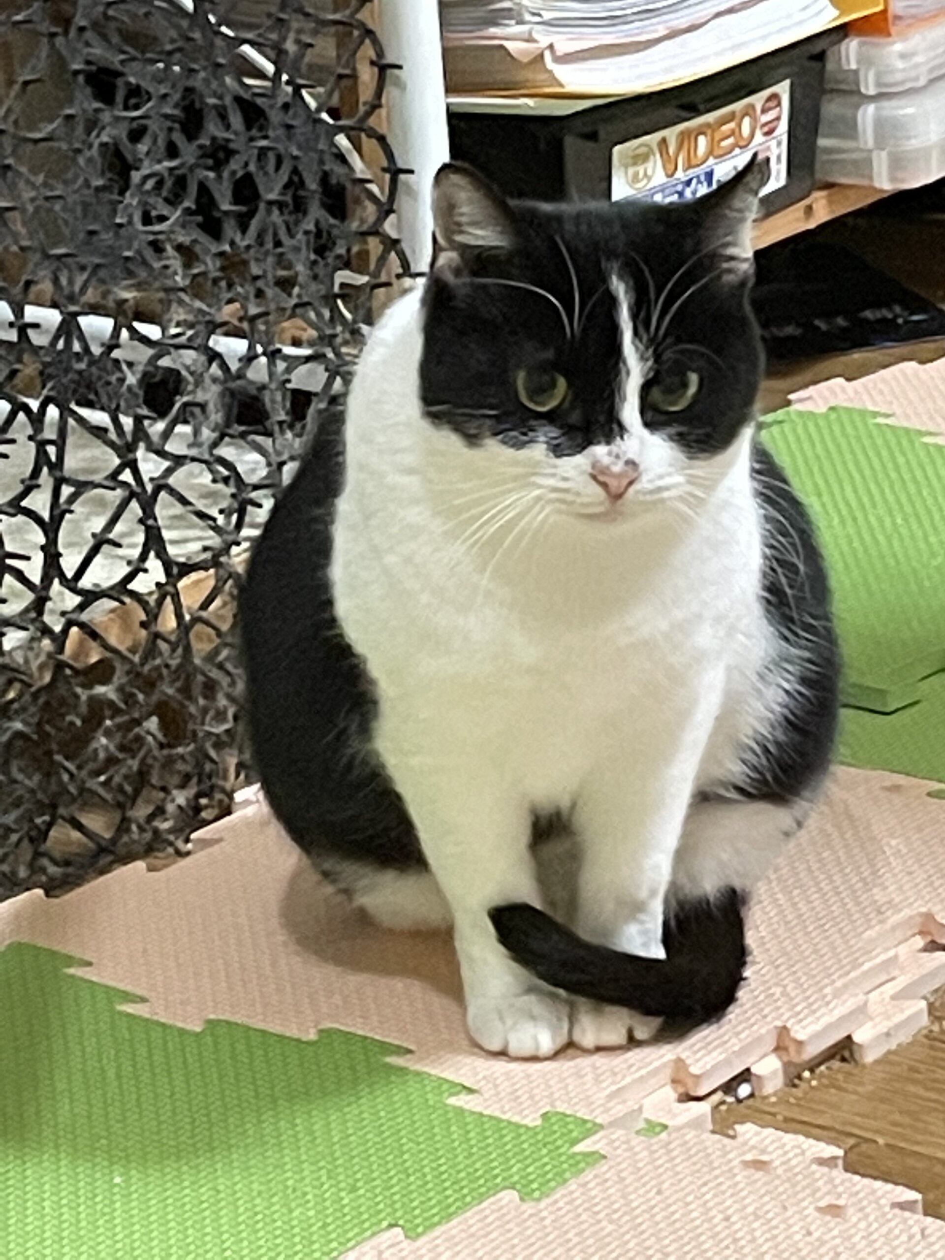 店に居着いてしまった母猫ちゃん