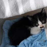 生後1〜2ヶ月の子猫（男の子）