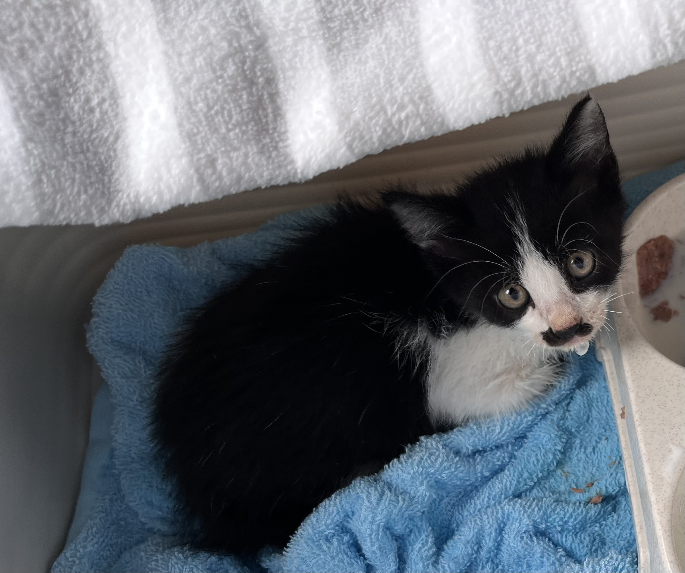 生後1〜2ヶ月の子猫（男の子）