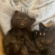 生後１ヶ月前後の子猫