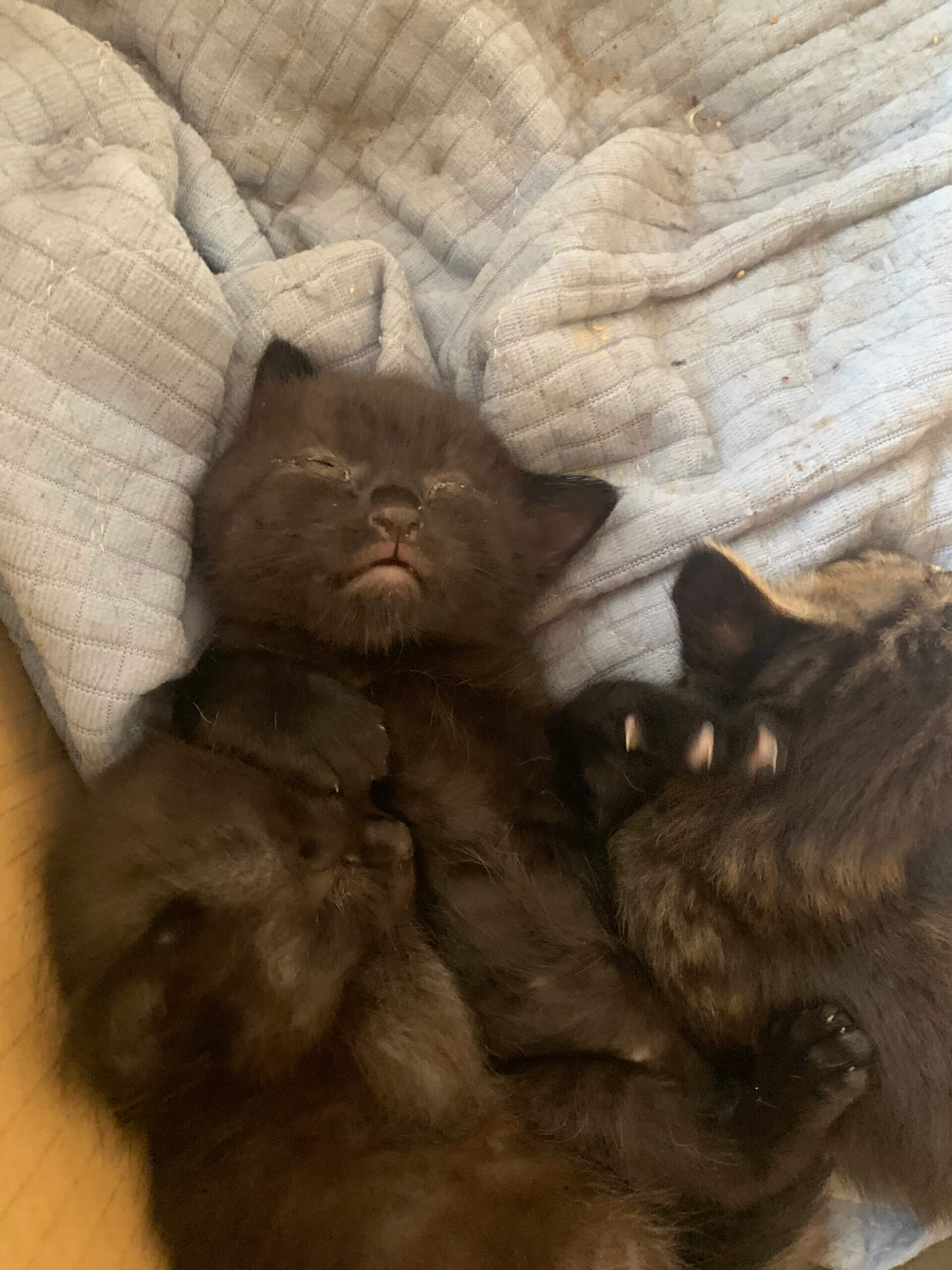 生後１ヶ月前後の子猫