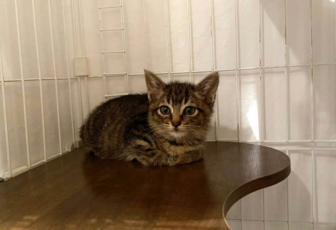 5/6に保護したばかりの生後2ヶ月の可愛い男の子♪