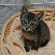 ほんわか可愛いキジトラ子猫のリズ！